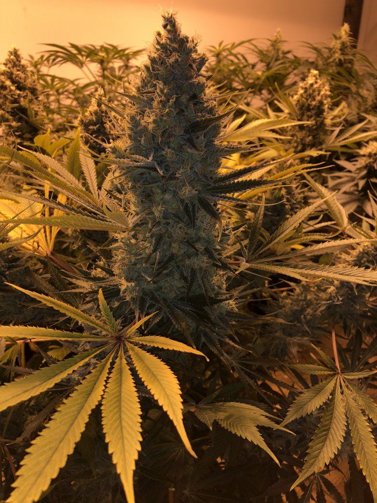 159D6311 10A3 4F65 B2A6 74924BBA0D53