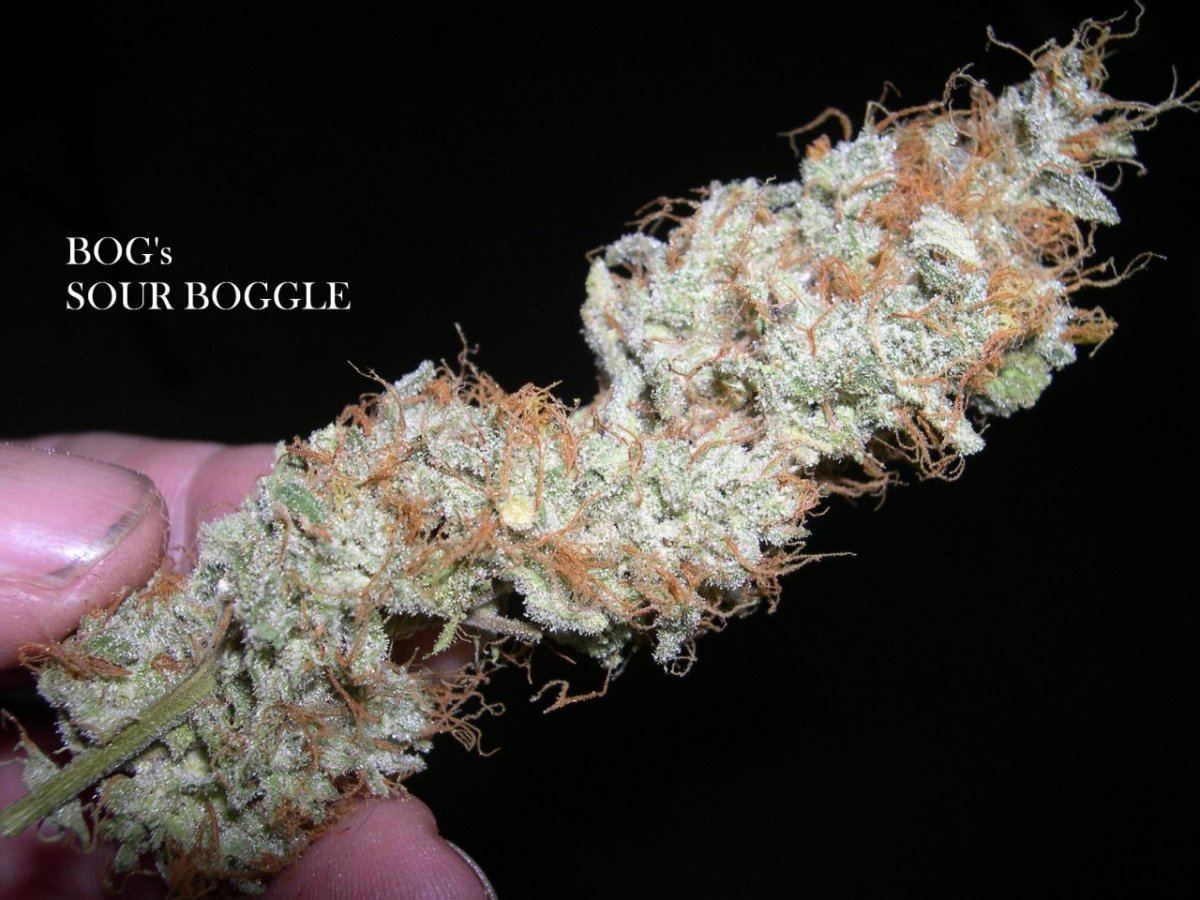 16 Sour Boggle03  5 2012