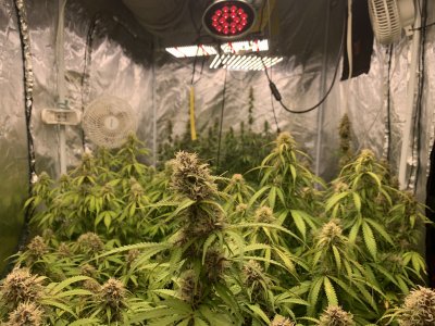 www.thcfarmer.com