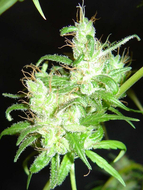 161Haze closeup