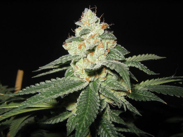 161ogkfire cut