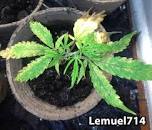 Image result for fungus gnat leaf damage