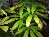 Image result for fungus gnat leaf damage
