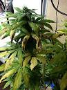 Image result for fungus gnat leaf damage