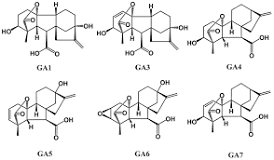 Image result for gibberellic acid