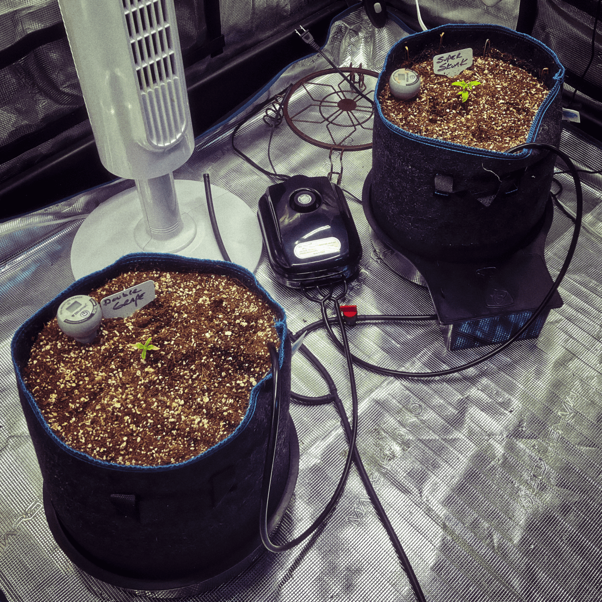 Real Growers Grow Dots - Fertilizzante A Rilascio Programmato Per Piante, 75g, Per Ciclo Di Crescita Completo - 2