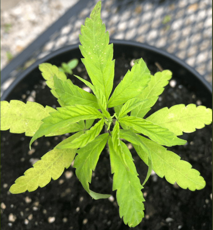 1688497001768