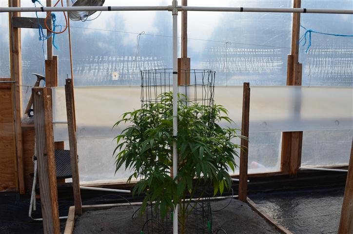 16BlackberryKush