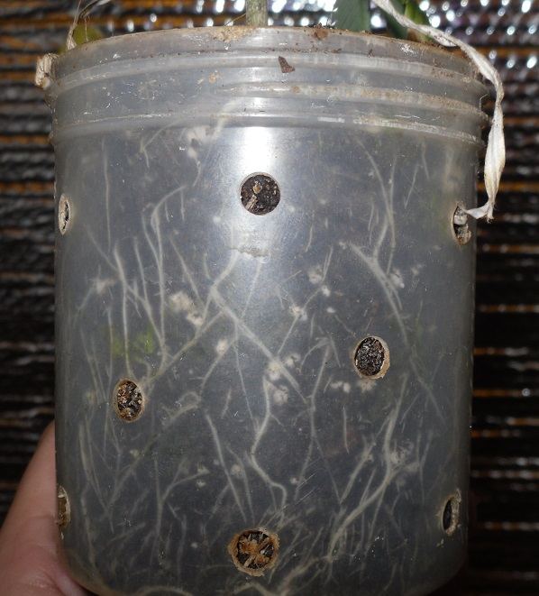 16oz switch roots