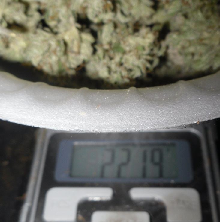 16oz weight