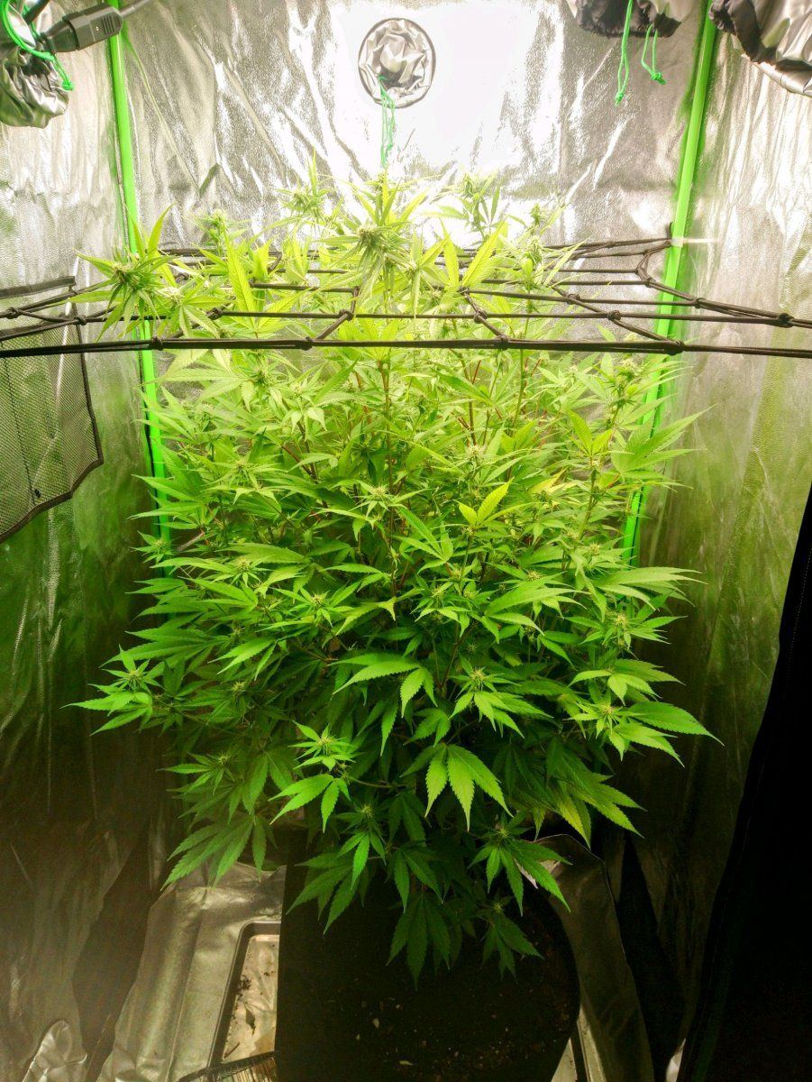 17 days into flowering getting too tall 2