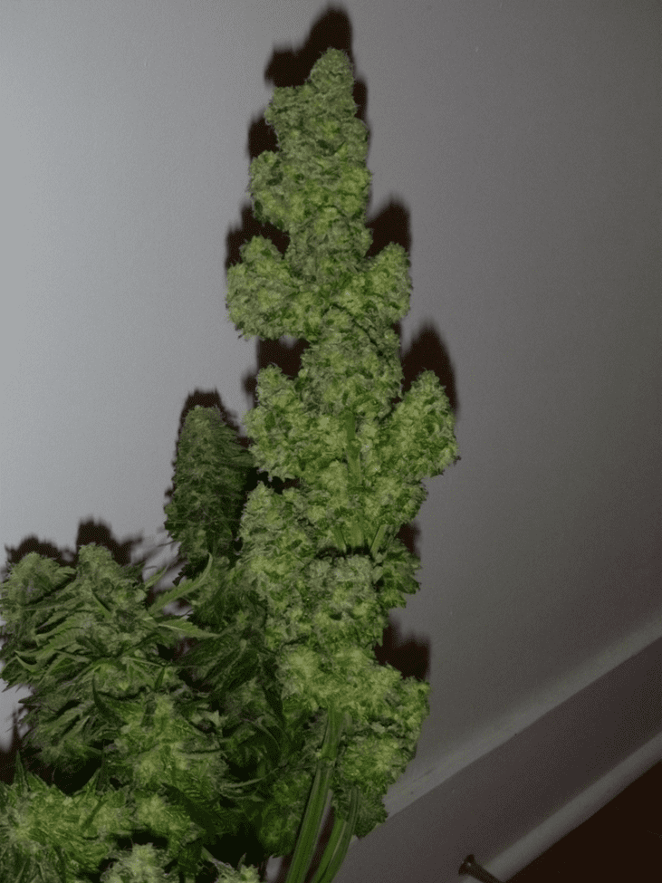 1708405967092