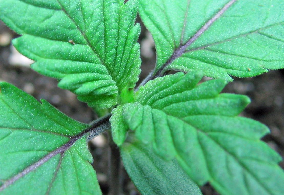 1717 macro edited 2