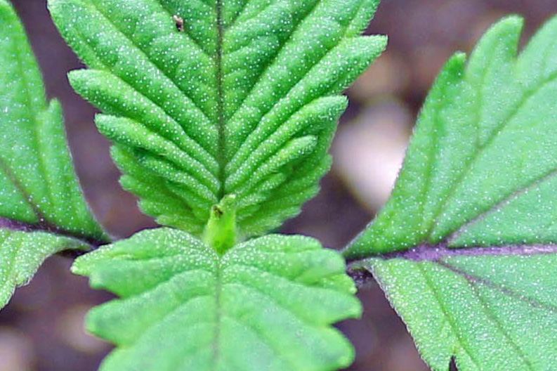 1745 macro 2