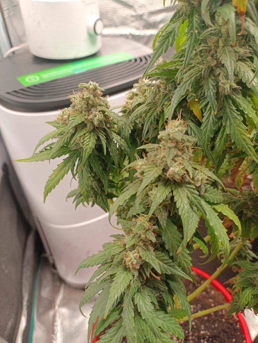 1755558417242