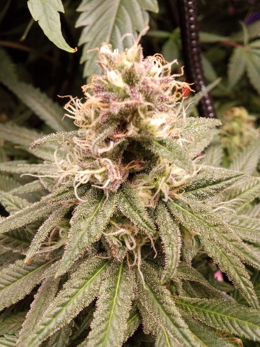1776896010696