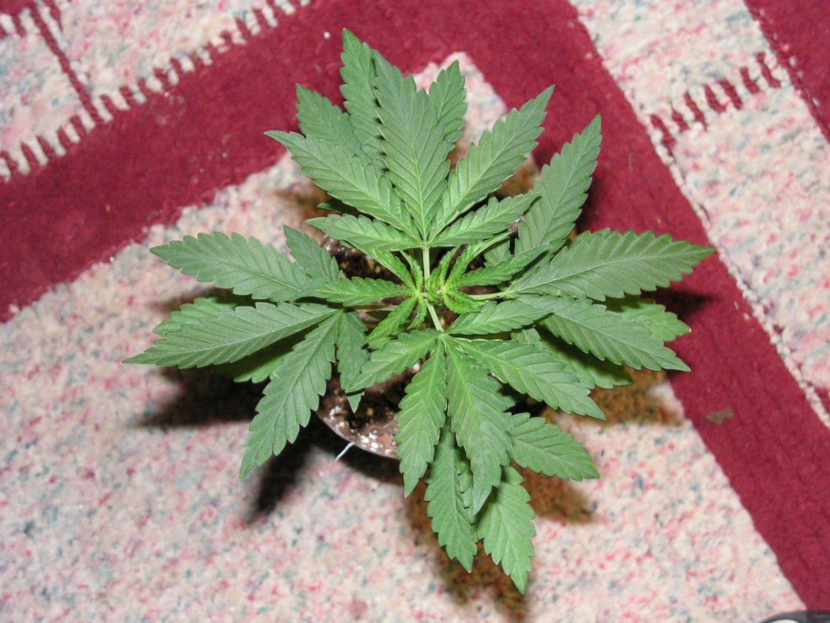 18 COCO