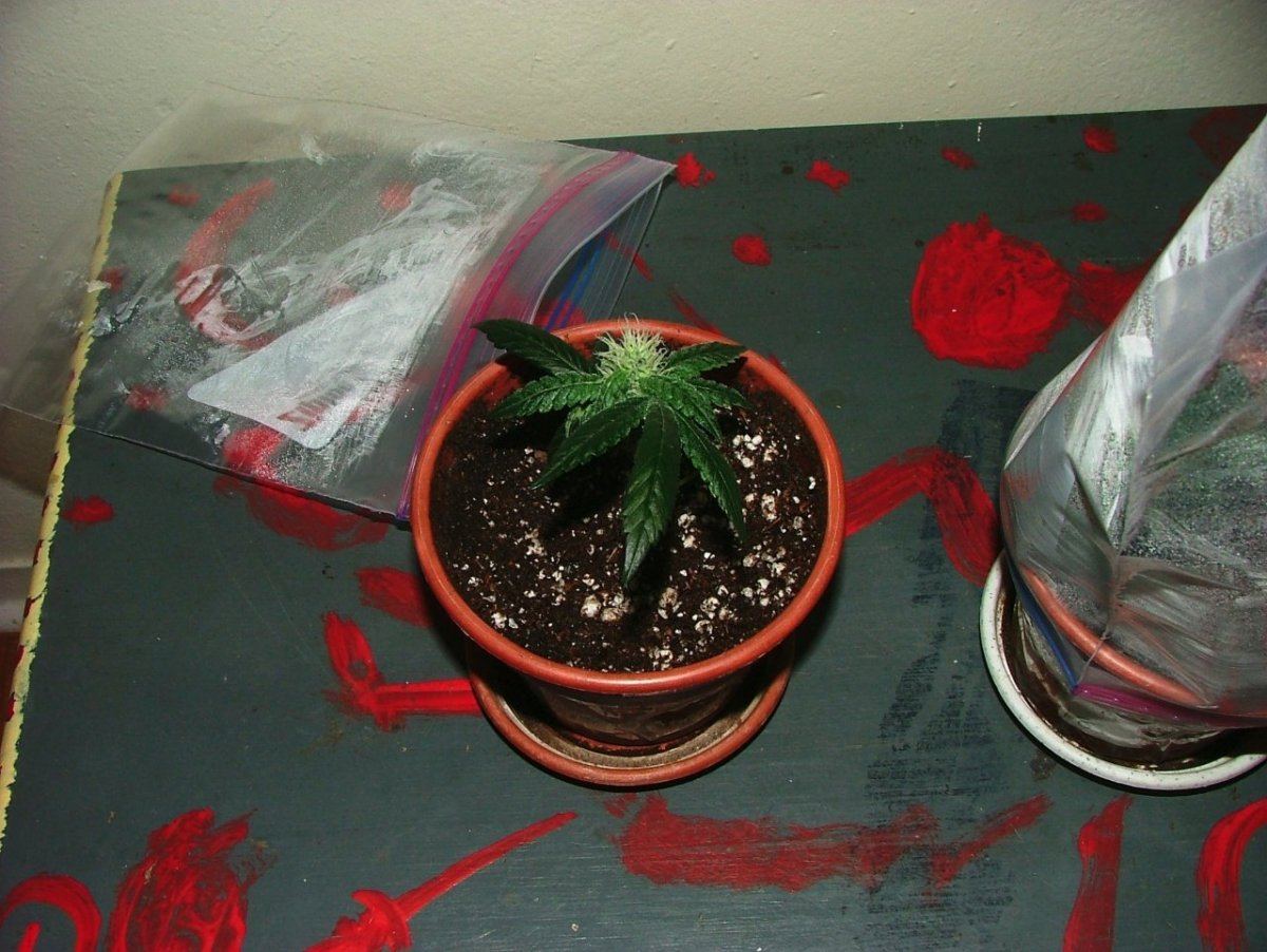 18 CUTTINGS 2
