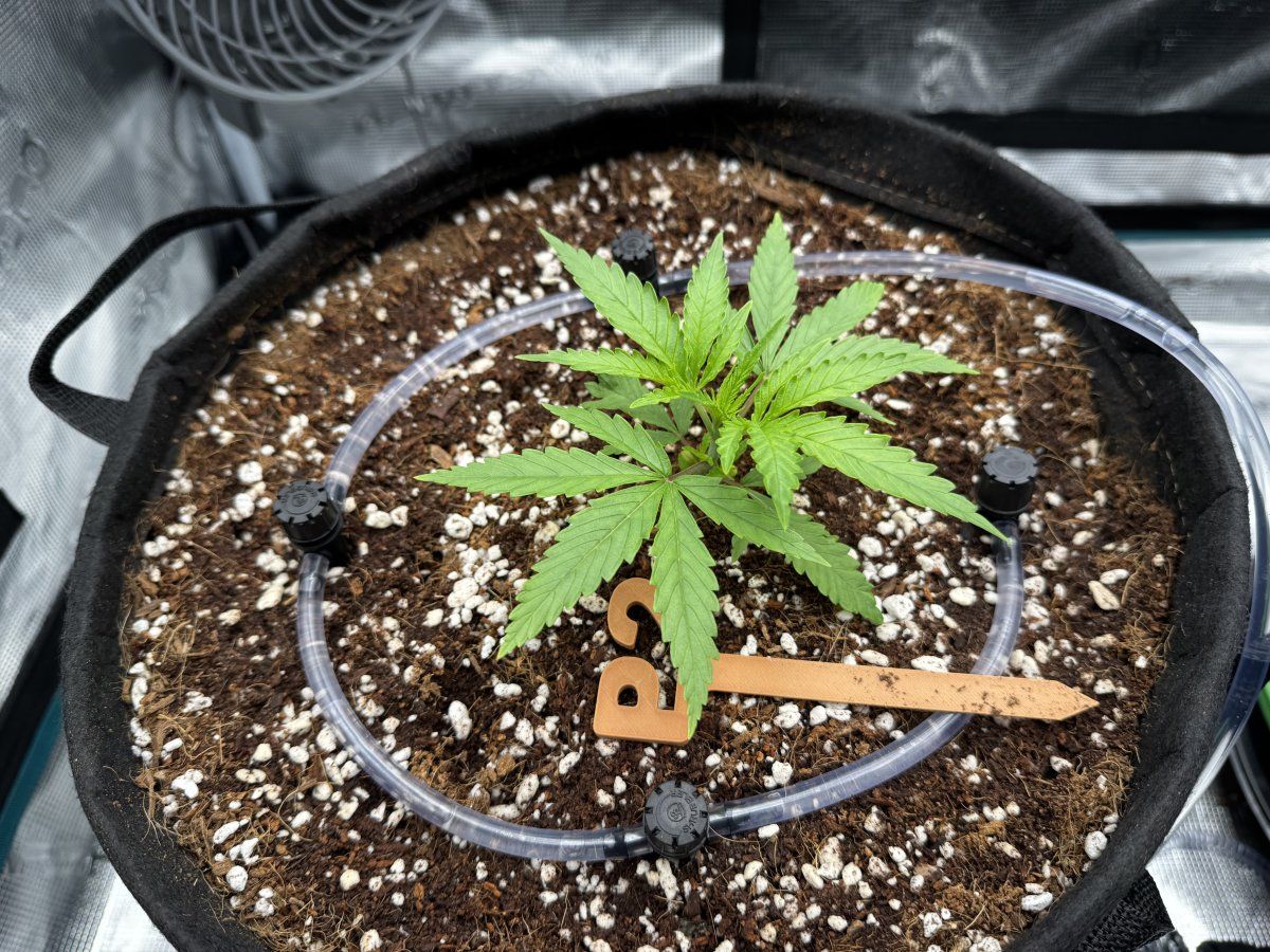 18 p2 untopped control day23