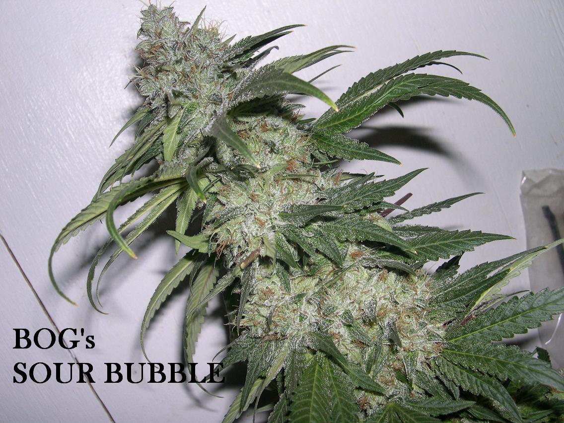 18 SourBubble  small