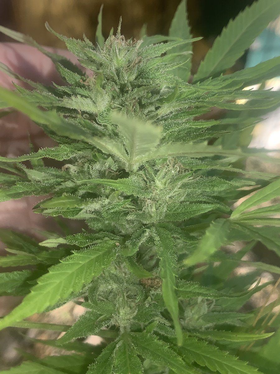 186CBD5D C64D 4F11 B254 69944D1FB449