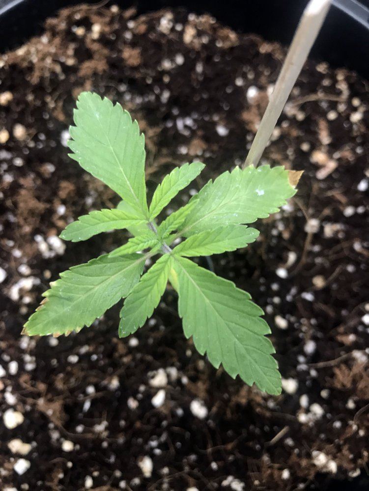 19 day glookie grow   seedling problems   help 2