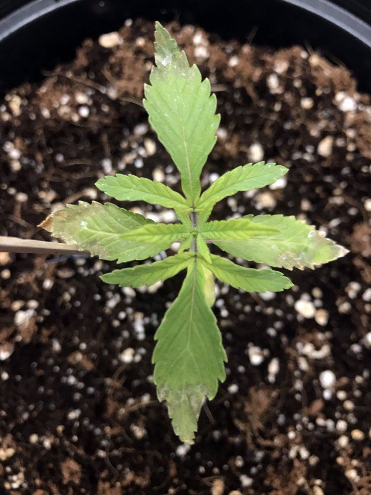 19 day glookie grow   seedling problems   help