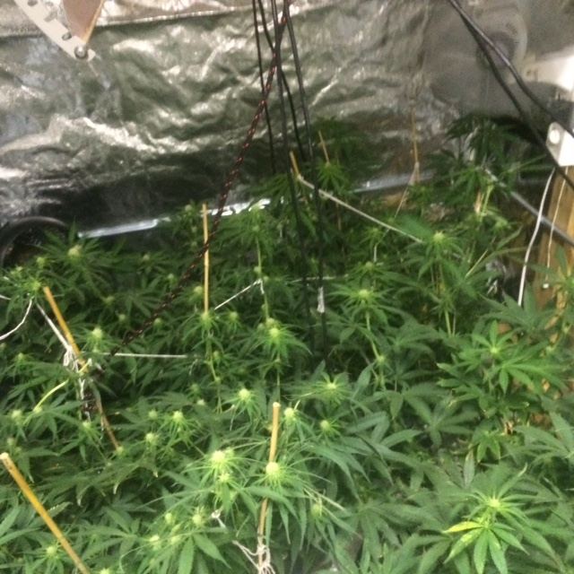 19 days of 1212  13 day pre flower how do they look