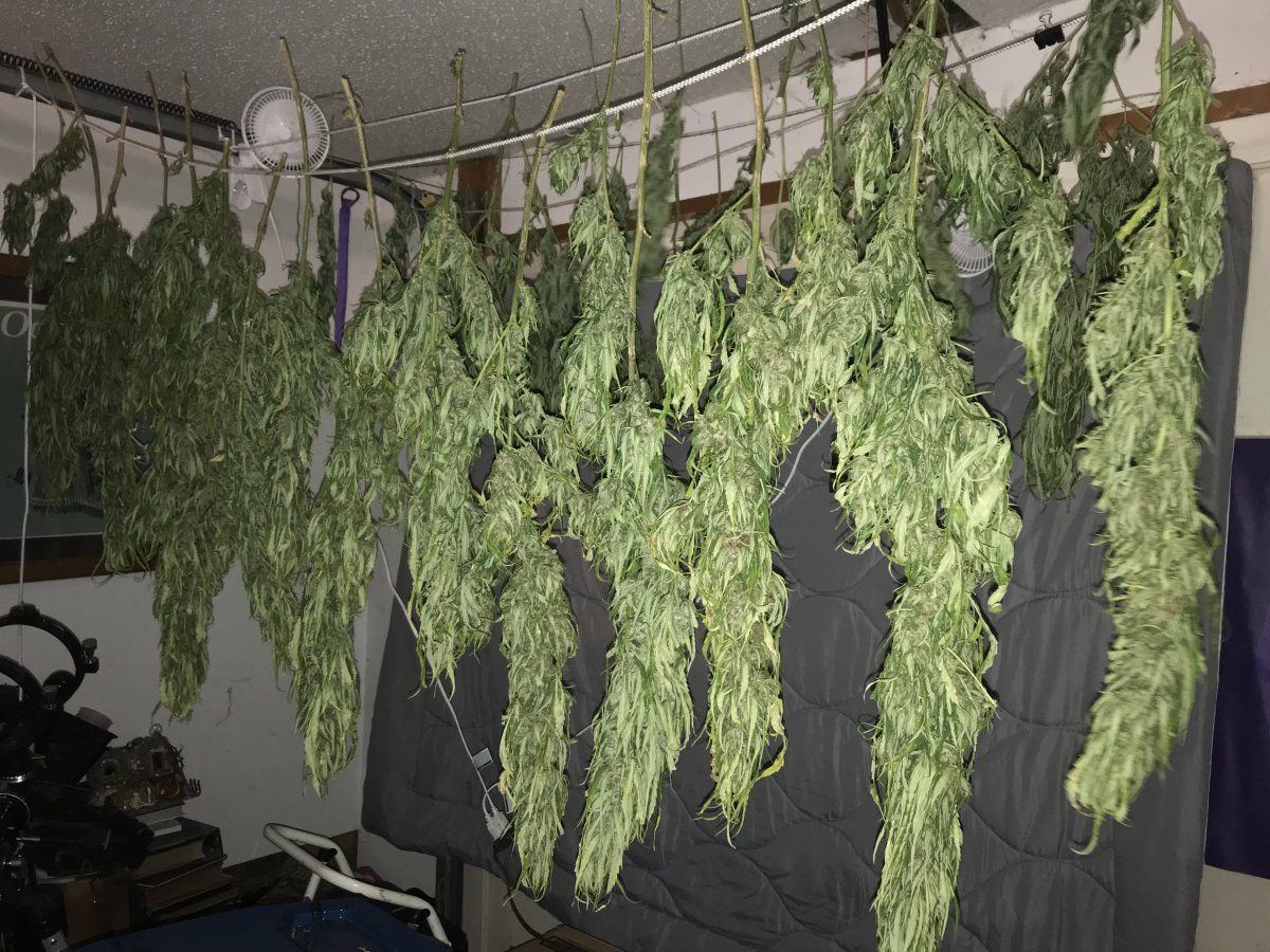 19 lb harvest from 3 plants pretty stoked is that average 7