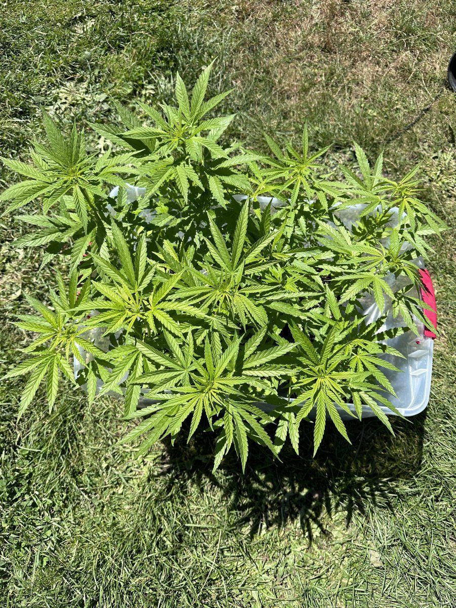 1968 saipan sativa san roque village 2