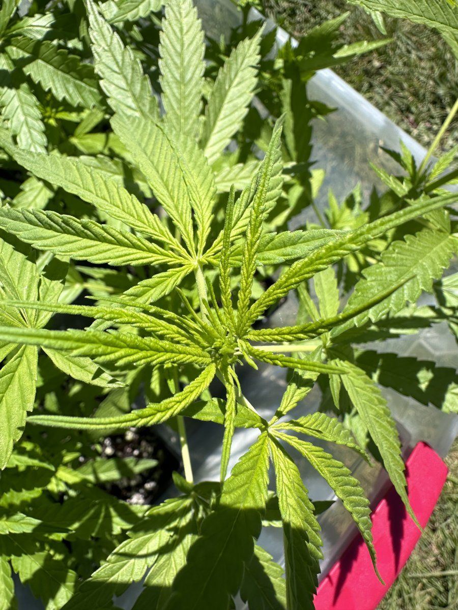 1968 saipan sativa san roque village 3