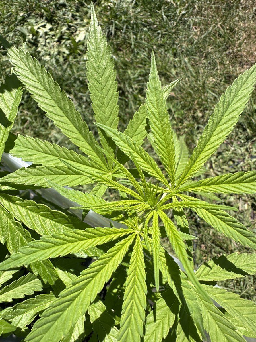 1968 saipan sativa san roque village 4