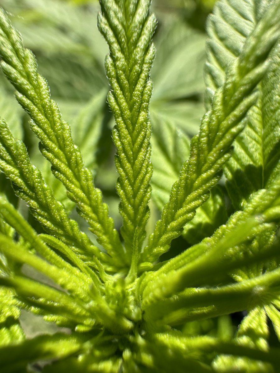 1968 saipan sativa san roque village 5