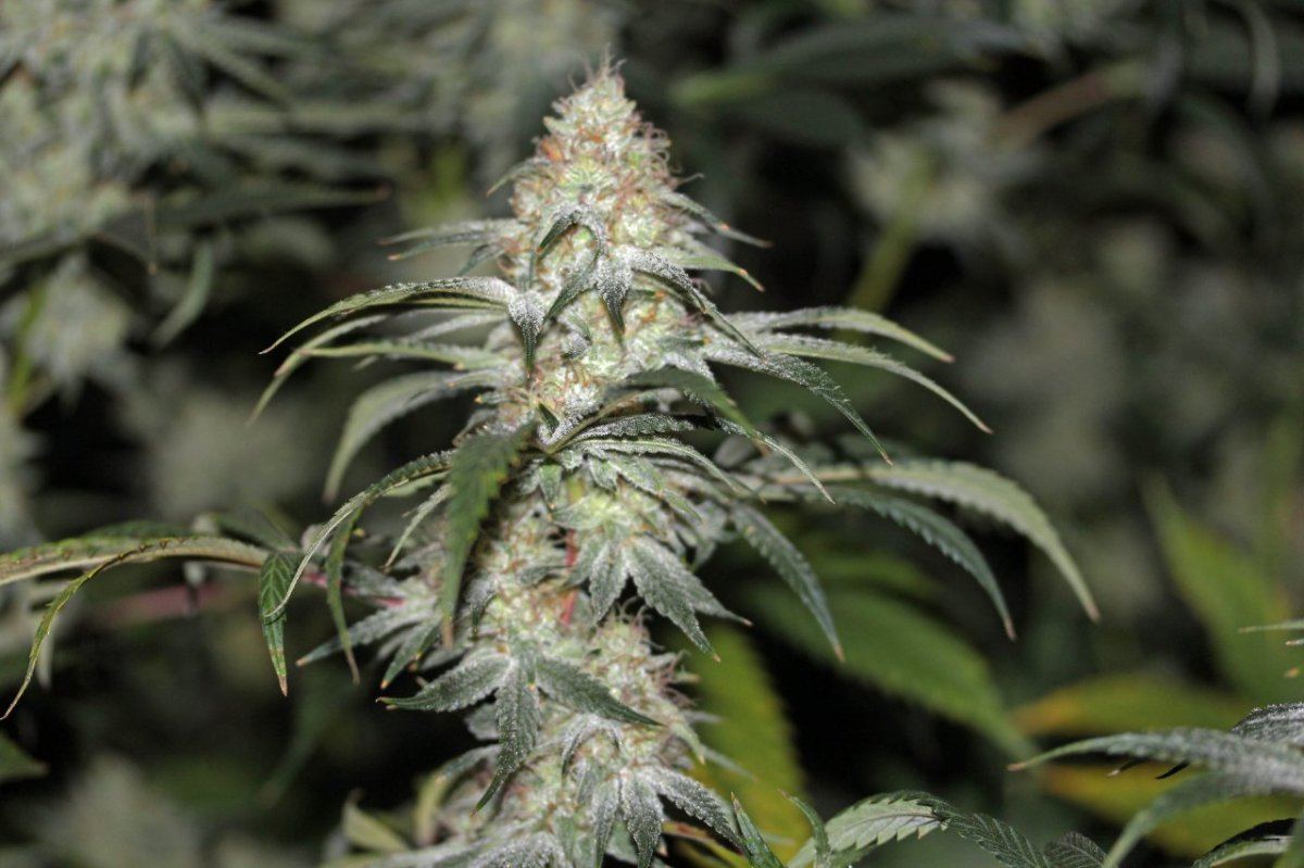 1968 white romulan