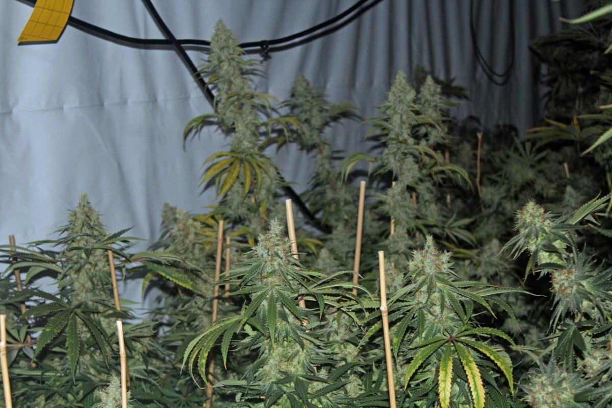 1970 white romulan