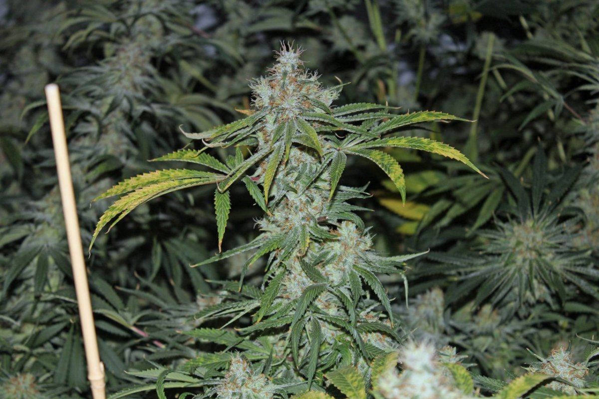 1986 white romulan