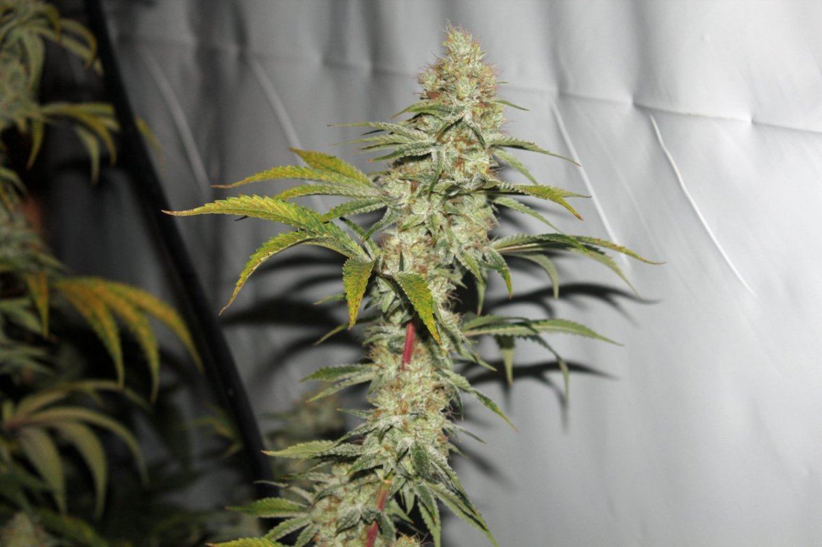 1991 white romulan