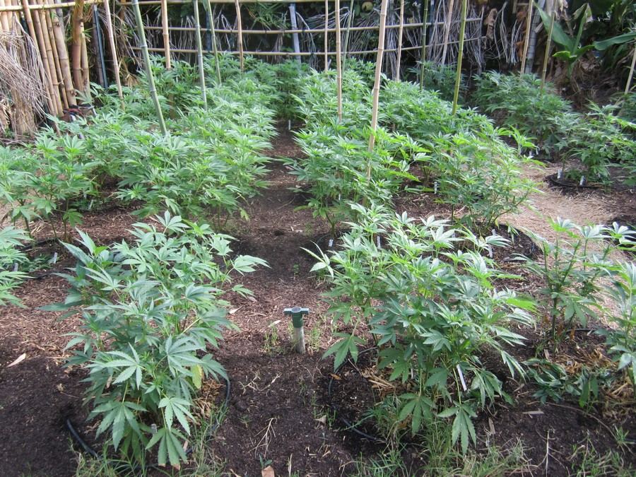 1a0630garden