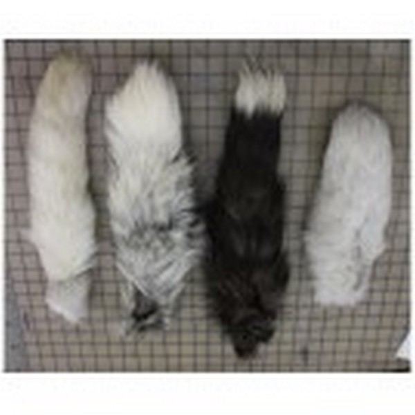 1A1Foxtails