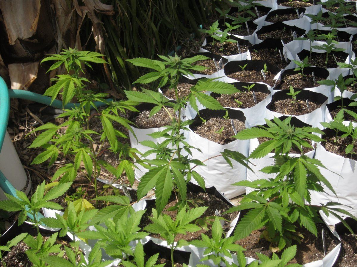1aa3clones
