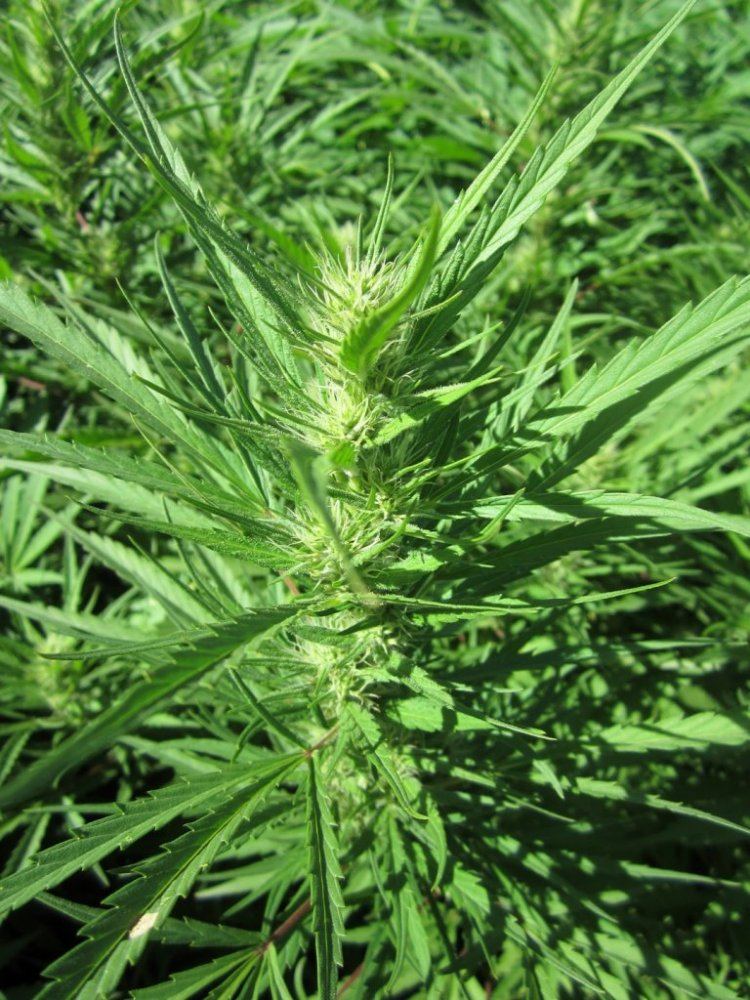 1aaaMoonshineHaze3