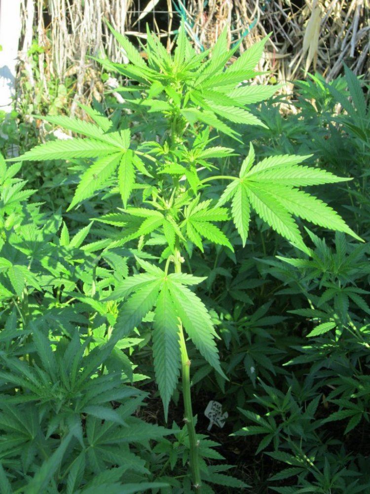 1aDervish