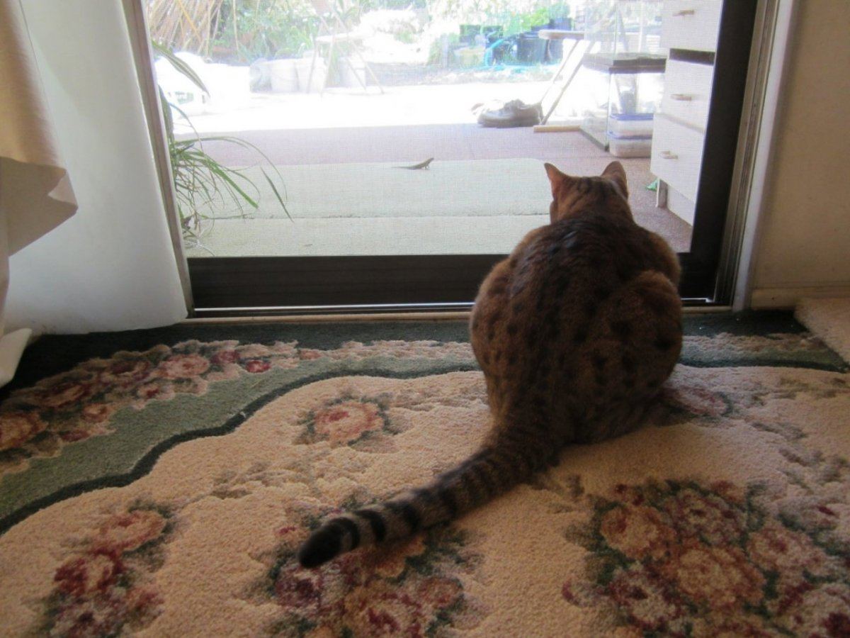 1CatLizard