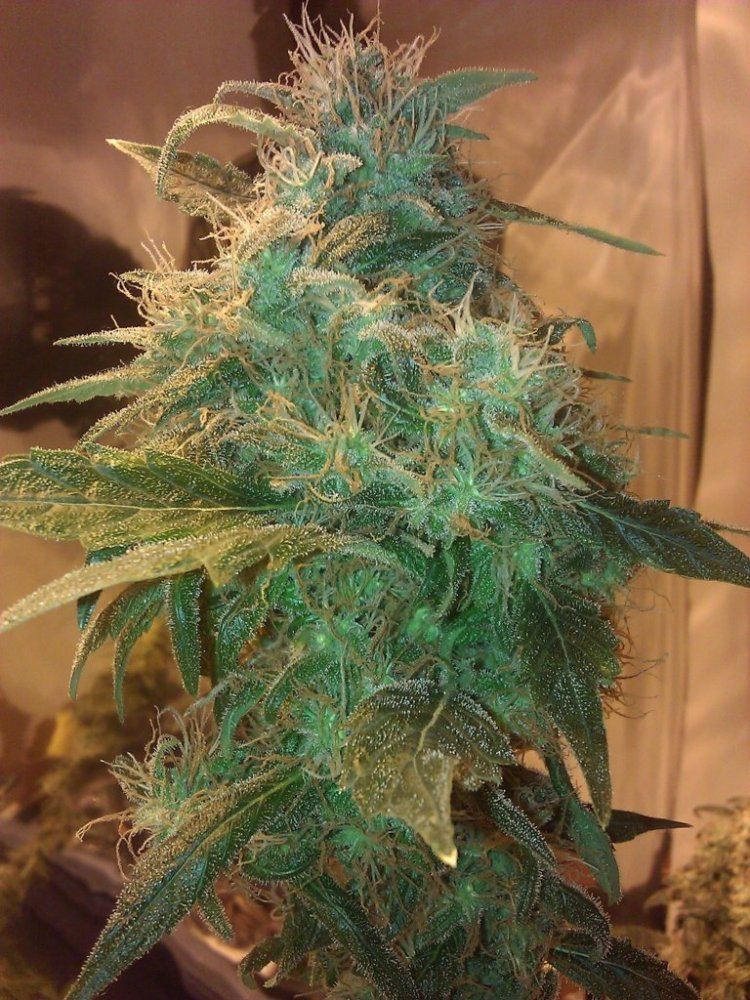 1closeup