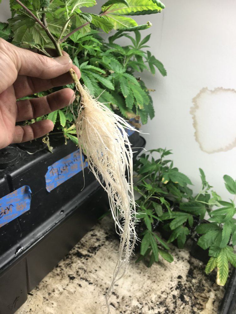 1EA4F3FC CBD9 4B6C 8DA5 437E135E29D0