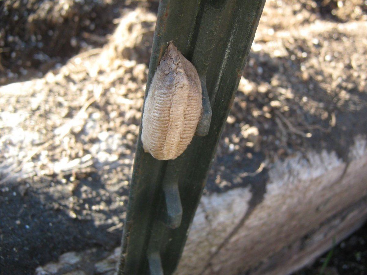 1egg