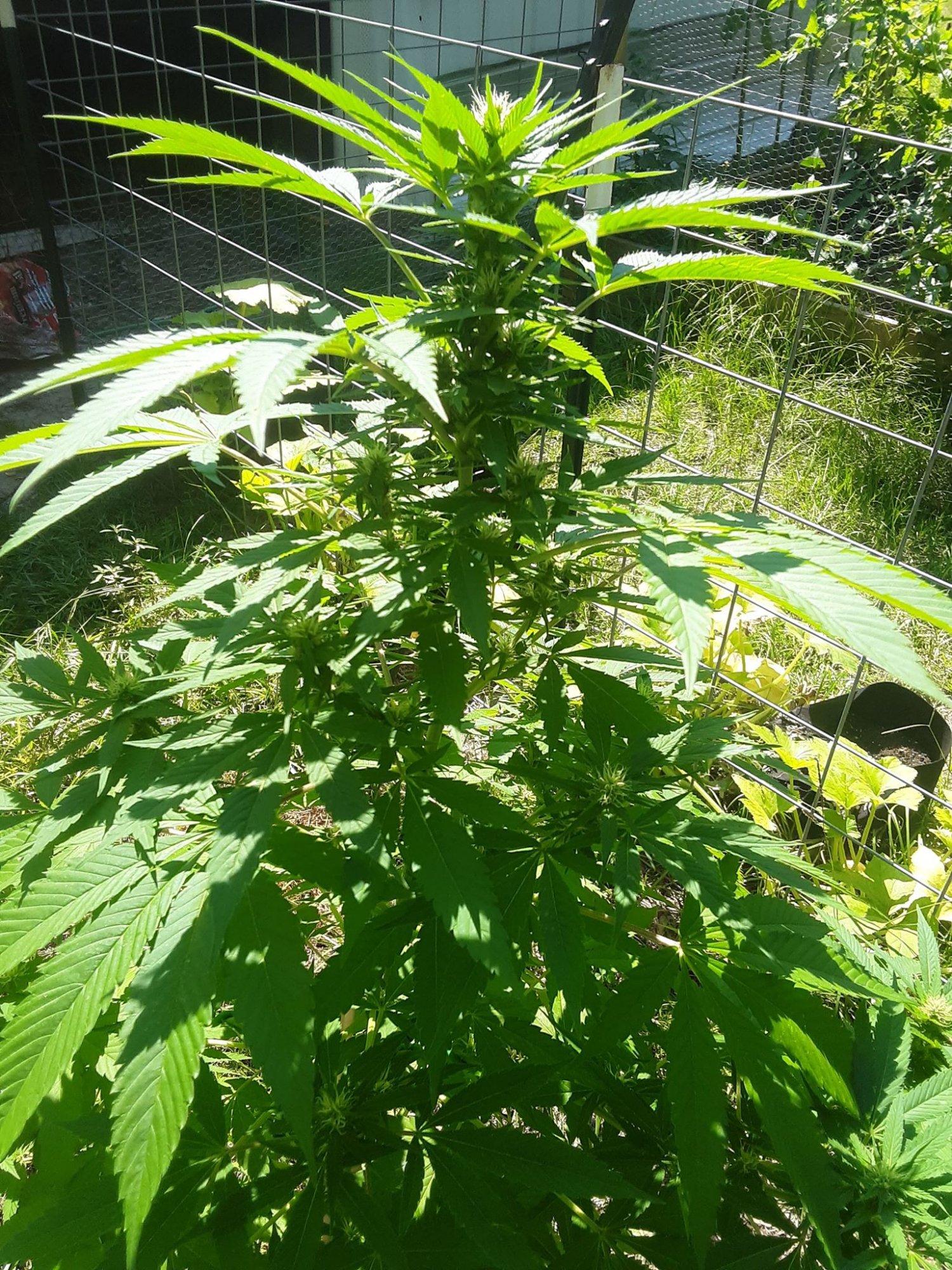 1Flower