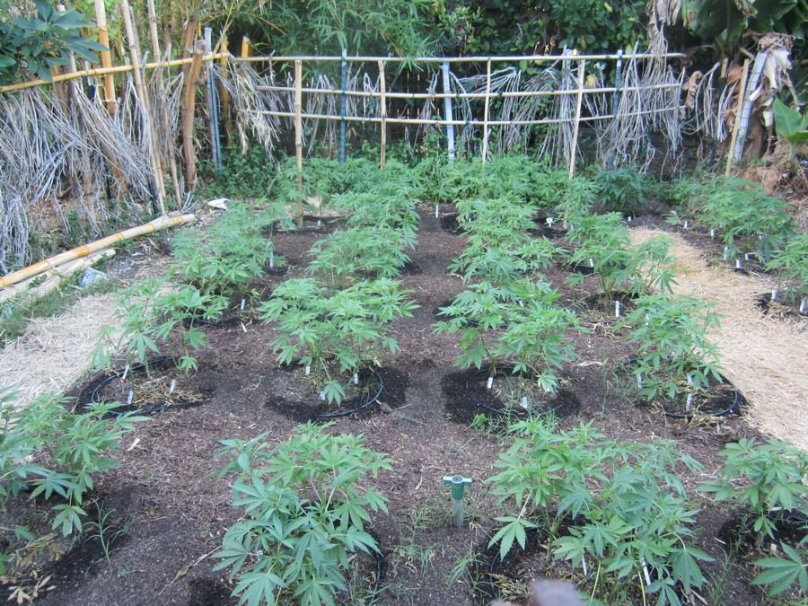 1GardenJnA