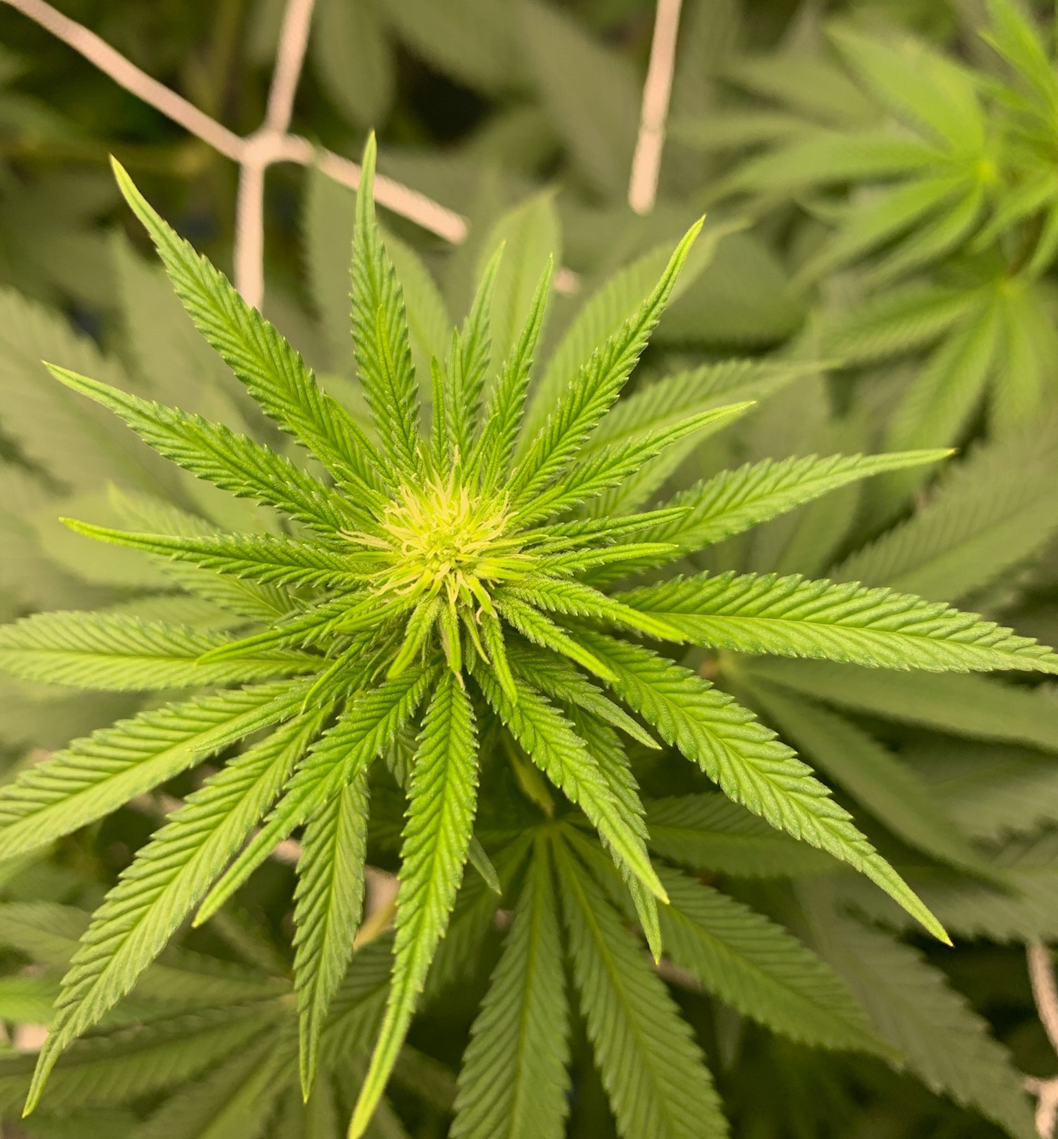 1i95bud