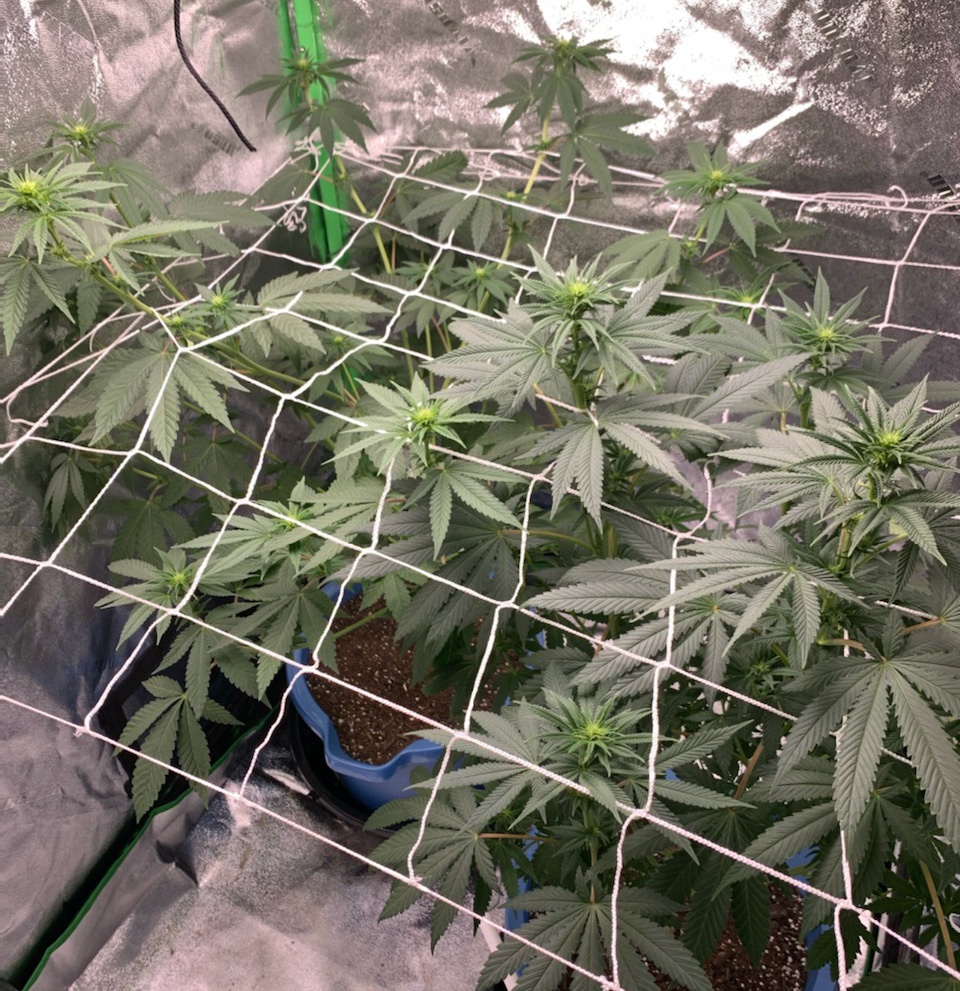 1newcanopy